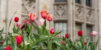 tulips in bloom with the cathedral of learning in the background