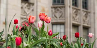 tulips in front of the cathedral of learning